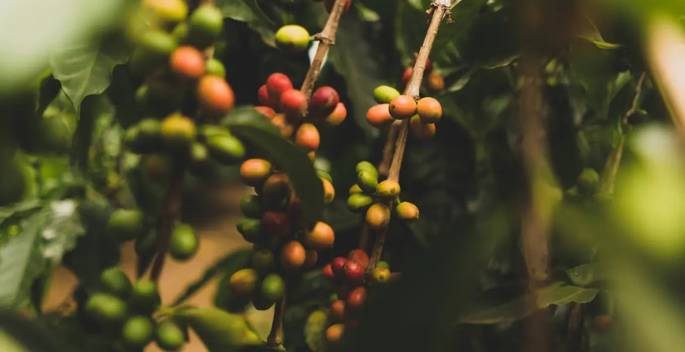Cerises de café sur une branche de caféier